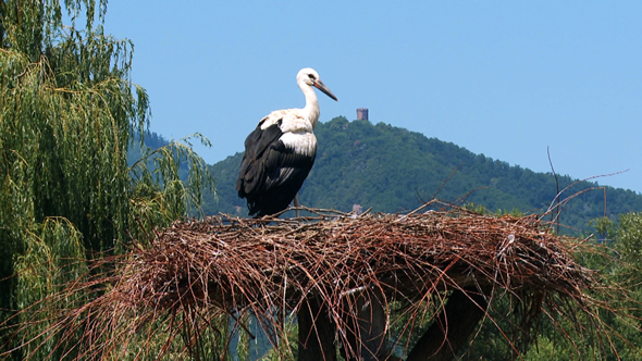 Une cigogne blanche